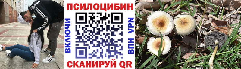 Галлюциногенные грибы Psilocybe  даркнет какой сайт  Тихвин 